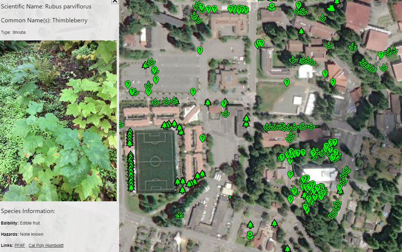 Image shows a screen capture of the campus footprint with small green icons showing locations of plants. There is a pop up for one pin that has been clicked on the left hand side of the page showing a photo of thimbleberry. 
