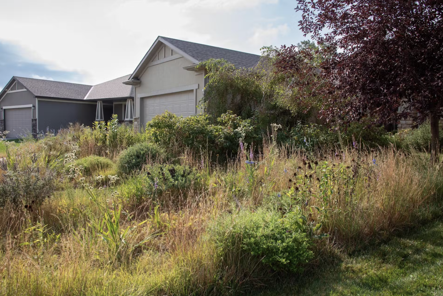 pictured is an example of a pocket prairie. The lawn in front of the house has a mixture of grasses, shrubs, and flowers.